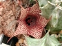 Хуерния (Huernia saudi-arabica)