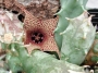 Хуерния (Huernia saudi-arabica)
