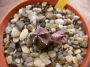 Хуерния (Huernia thuretii)