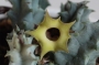 Хуерния (Huernia thuretii var. primulina)
