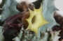 Хуерния (Huernia thuretii var. primulina)