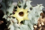 Хуерния (Huernia thuretii var. primulina)