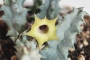 Хуерния (Huernia thuretii var. primulina)
