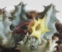 Хуерния (Huernia thuretii var. primulina)