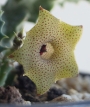 Хуерния (Huernia thuretii ツレッティーHUE084)
