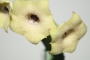 Хуерния (Huernia thuretii ツレッティーHUE084)
