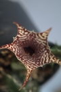 Хуерния (Huernia zebrina magniflora x H. saudiarabica)