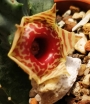 Хуерния (Huernia Zebrina ssp insigniflora)