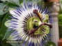Пасифлора Каерулея, Церулея (Passiflora caerulea)