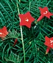 Ипомея, Кипърска лоза (Quamoclit, Ipomoea, Cypress Vine)