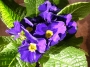 Иглика примула тъмнолилава (Primula)