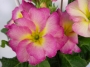 Иглика едроцветна (Primula vulgaris SUZE)