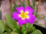 Иглика градинска (Primula)