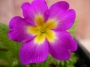 Иглика градинска (Primula)