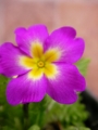 Иглика градинска (Primula)