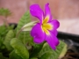 Иглика градинска (Primula)
