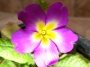 Иглика градинска (Primula)