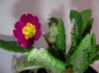 Иглика градинска (Primula)