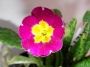 Иглика градинска (Primula)