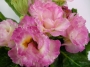 Иглика кичеста (Primula vulgaris SUZE)