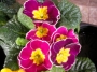 Иглика примула бордо с бял кант (Primula)