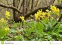 Иглика, Примула, жълта (Primula officinalis)