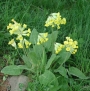 Иглика, Примула, жълта (Primula officinalis)