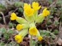 Иглика, Примула, жълта (Primula officinalis)