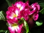 Иглика примула (primula)