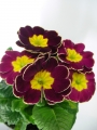 Иглика примула бордо с бял кант (Primula)