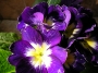 Иглика примула (Primula)