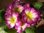 Иглика примула (Primula)