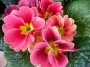 Иглика примула (Primula)