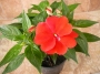 Импациенс , Циганче, червено (Impatiens)