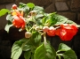 Импациенс , Циганче,кичесто червено (Impatiens)
