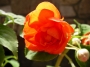 Импациенс , Циганче,кичесто червено (Impatiens)