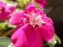 Импациенс , Циганче,кичесто  (Impatiens)