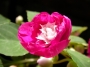 Импациенс , Циганче,кичесто  (Impatiens)