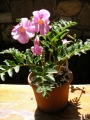Инкарвилея (Incarvillea Delavayi)