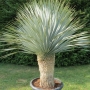 Юка елата (Yucca elata)