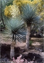 Юка ригида (Yucca rigida)