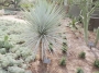 Юка ригида (Yucca rigida)