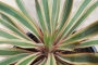Юка вариегата студоустойчива (Yucca variegata)
