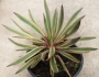 Юка вариегата студоустойчива (Yucca variegata)