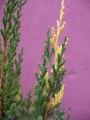 Юниперус, хвойна (Juniperus stricta variegata)