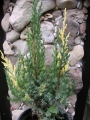 Юниперус, хвойна (Juniperus stricta variegata)