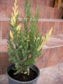 Юниперус, хвойна (Juniperus stricta variegata)