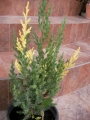 Юниперус, хвойна (Juniperus stricta variegata)