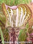 Аризема (Arisaema nepenthoides)