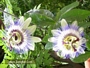 Пасифлора Каерулея, Церулея (Passiflora caerulea)